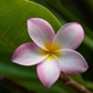Thumbnail image for Hawaii — our second-favorite travel destination